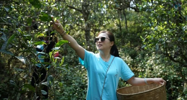 拨开古树普洱茶的迷雾 古韵流香茶山游学侧记(图7) 拨开古树普洱茶的迷雾 古韵流香茶山游学侧记(图7)