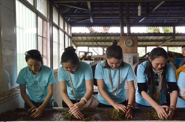 拨开古树普洱茶的迷雾 古韵流香茶山游学侧记(图8) 拨开古树普洱茶的迷雾 古韵流香茶山游学侧记(图8)