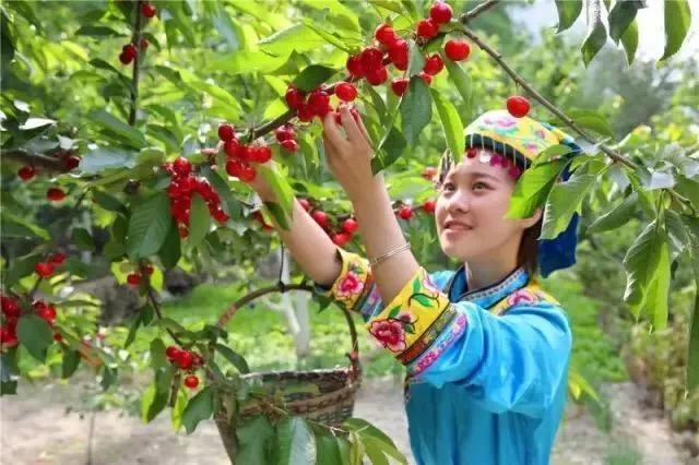阿坝州的果果红了,你想吃汶川车厘子还是汶川甜樱桃?(图19) 阿坝州的果果红了,你想吃汶川车厘子还是汶川甜樱桃?(图19)
