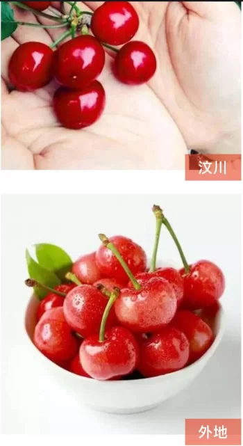 阿坝州的果果红了,你想吃汶川车厘子还是汶川甜樱桃?(图30) 阿坝州的果果红了,你想吃汶川车厘子还是汶川甜樱桃?(图30)