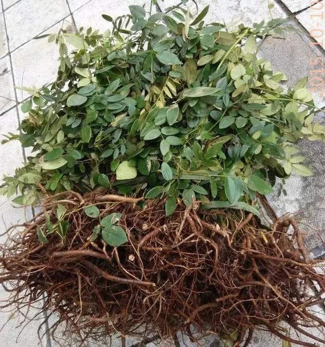 医生呼吁:这些中药具有毒性,千万要慎用!(图4) 医生呼吁:这些中药具有毒性,千万要慎用!(图4)