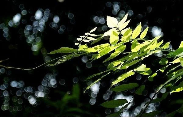 莞事流芳|除了满腹经纶,他还有一身风骨(图5) 莞事流芳|除了满腹经纶,他还有一身风骨(图5)