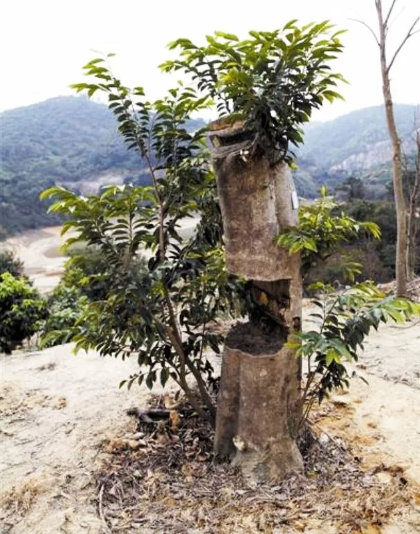 何等痴情,二十年栽下百万棵莞香树(图5) 何等痴情,二十年栽下百万棵莞香树(图5)