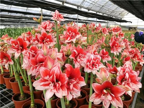 80后东莞花农,人生像兰花一样绽放(图2) 80后东莞花农,人生像兰花一样绽放(图2)