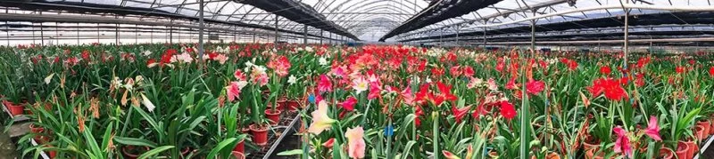80后东莞花农,人生像兰花一样绽放(图9) 80后东莞花农,人生像兰花一样绽放(图9)
