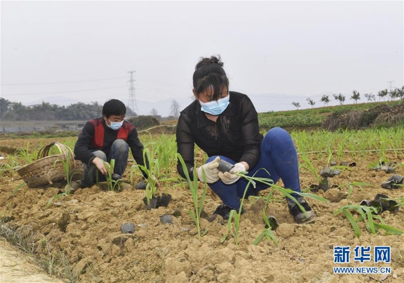 为农田注入硬核生产力——一些地方春耕中农业科技创新扫描(图5)