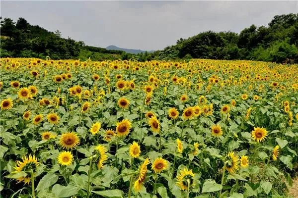 春暖花开 疫情尽散 春游去吧!(图3) 春暖花开 疫情尽散 春游去吧!(图3)