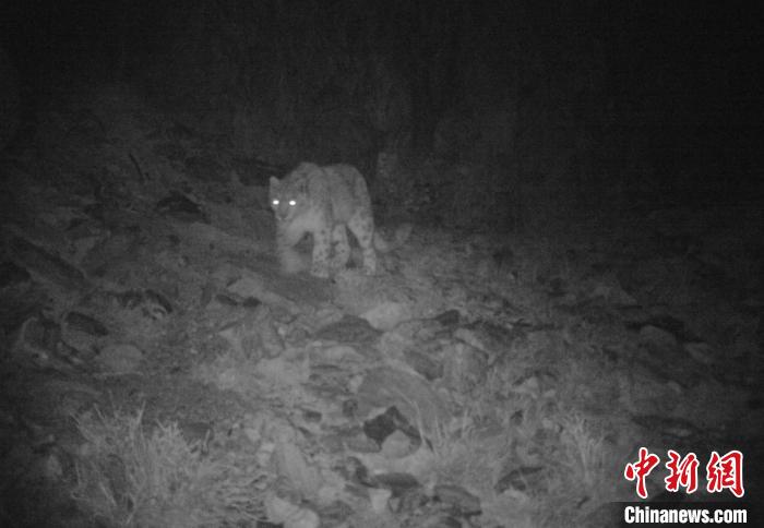 青海可可西里境内首次用红外相机捕捉到雪豹影像