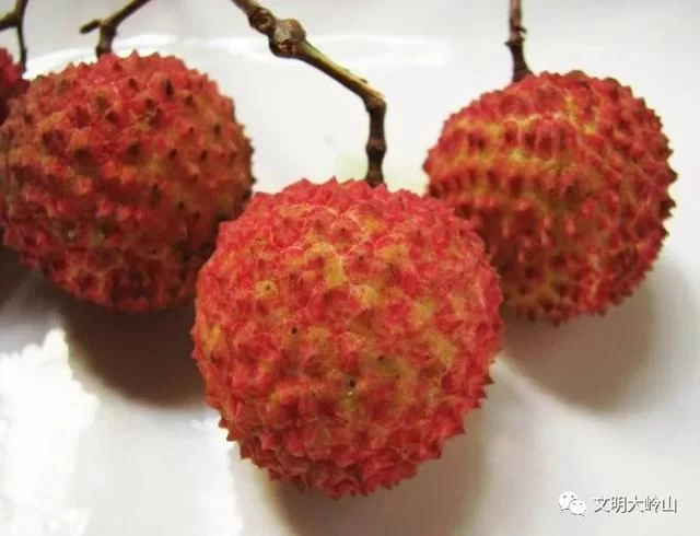 岭南味道,东莞大岭山荔枝知多少?(图14) 岭南味道,东莞大岭山荔枝知多少?(图14)