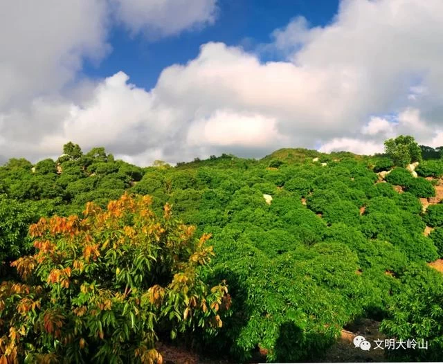 岭南味道,东莞大岭山荔枝知多少?(图7) 岭南味道,东莞大岭山荔枝知多少?(图7)
