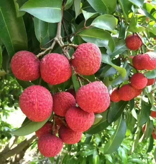 岭南味道,东莞大岭山荔枝知多少?(图17) 岭南味道,东莞大岭山荔枝知多少?(图17)