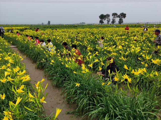 又是一年黄花香，古都大同迎客来：山西大同第二次黄花产业发展大会召开(图2)