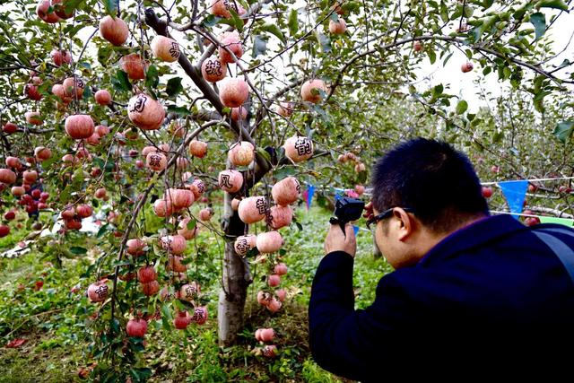 山西临汾：2020年吉县苹果文化艺术节启幕(图3)