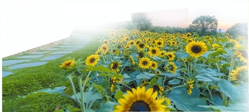 正是山花烂漫时——南宁青秀山“赏花经济”观察(图3)