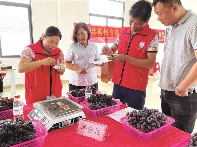 雀儿山下 石榴花红(图3)