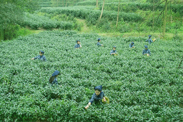 何以中国茶(图1)