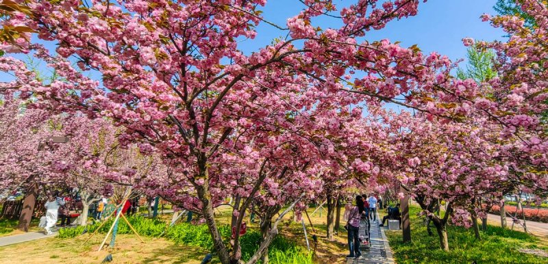 河南鹤壁淇滨区：以花为媒 掀起文旅消费新热潮(图3)