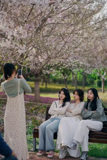 清明假期中国(鹤壁)樱花季向新而行(图3) 清明假期中国(鹤壁)樱花季向新而行(图3)