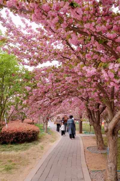 河南鹤壁淇滨区:游客赏花更护花 满城文明处处景(图2) 河南鹤壁淇滨区:游客赏花更护花 满城文明处处景(图2)