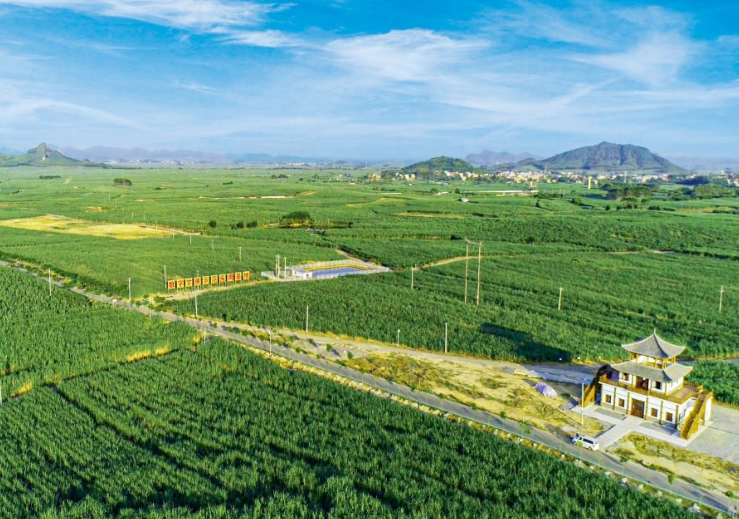 不负沃野,为了乡亲们的生活像甘蔗一样甜蜜(图1) 不负沃野,为了乡亲们的生活像甘蔗一样甜蜜(图1)