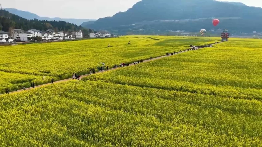 新华视点|春日盛景赋能“花经济” 文旅融合焕发新活力(图5) 新华视点|春日盛景赋能“花经济” 文旅融合焕发新活力(图5)